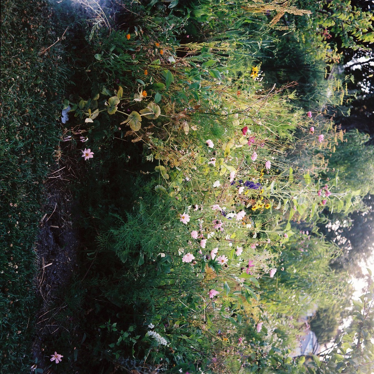 orange tree